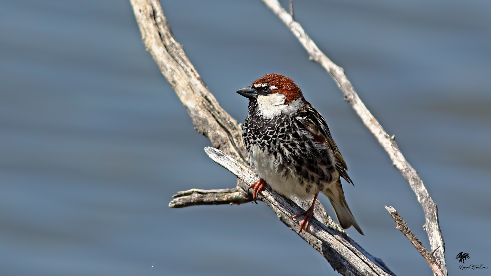 Spanish Sparrow